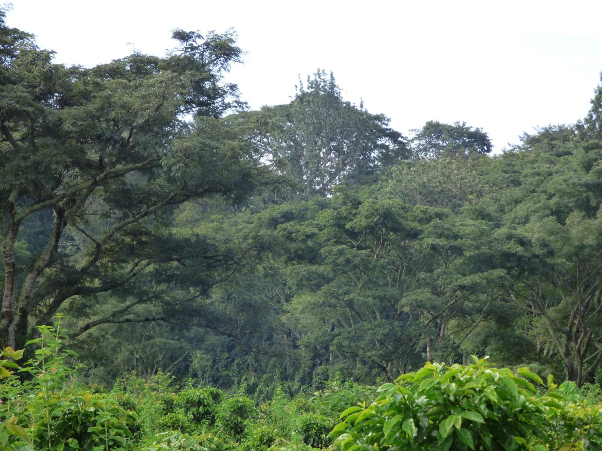 Le Pristine Wellness And Healing Hotel Nyeri Extérieur photo