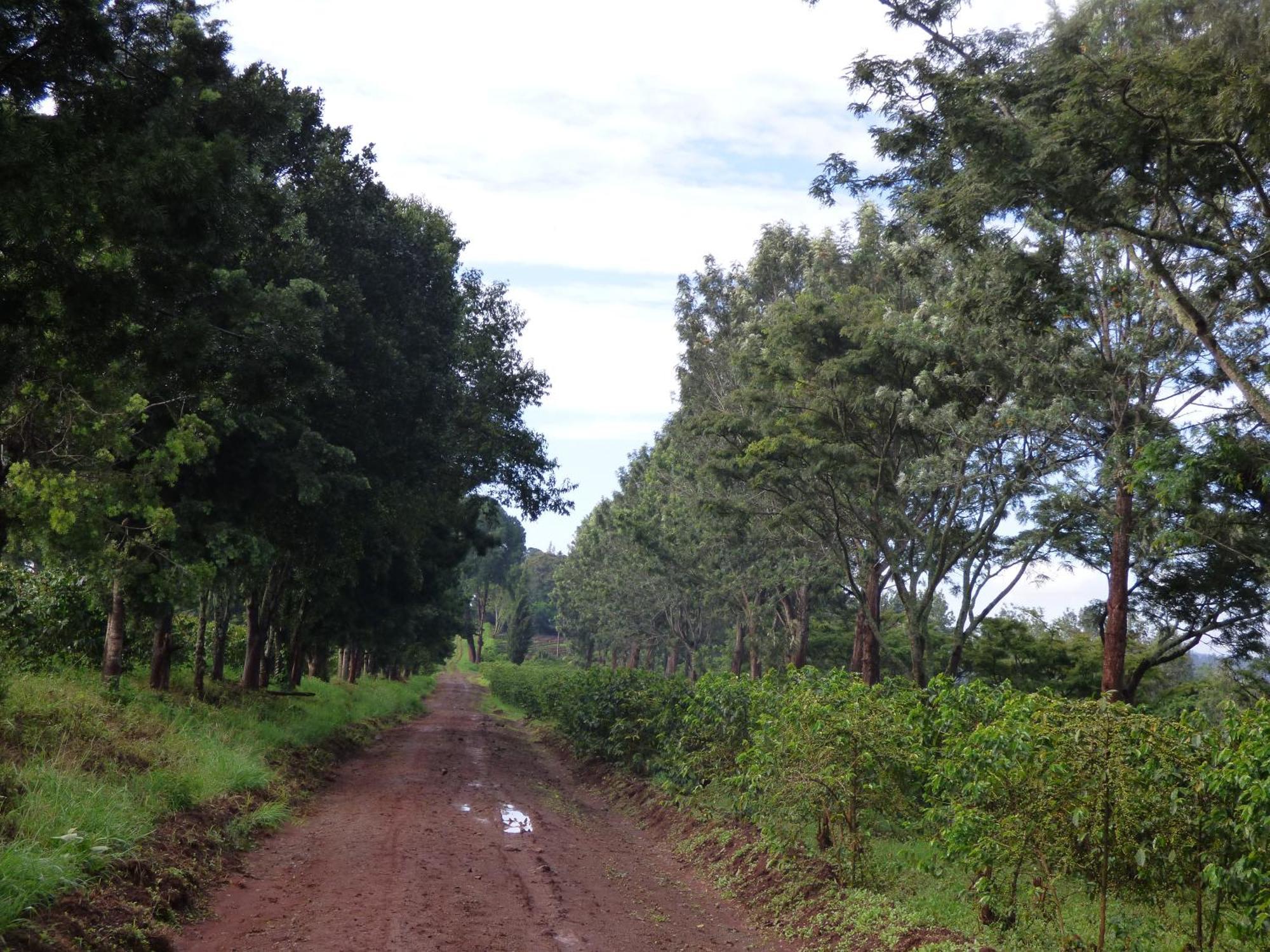 Le Pristine Wellness And Healing Hotel Nyeri Extérieur photo