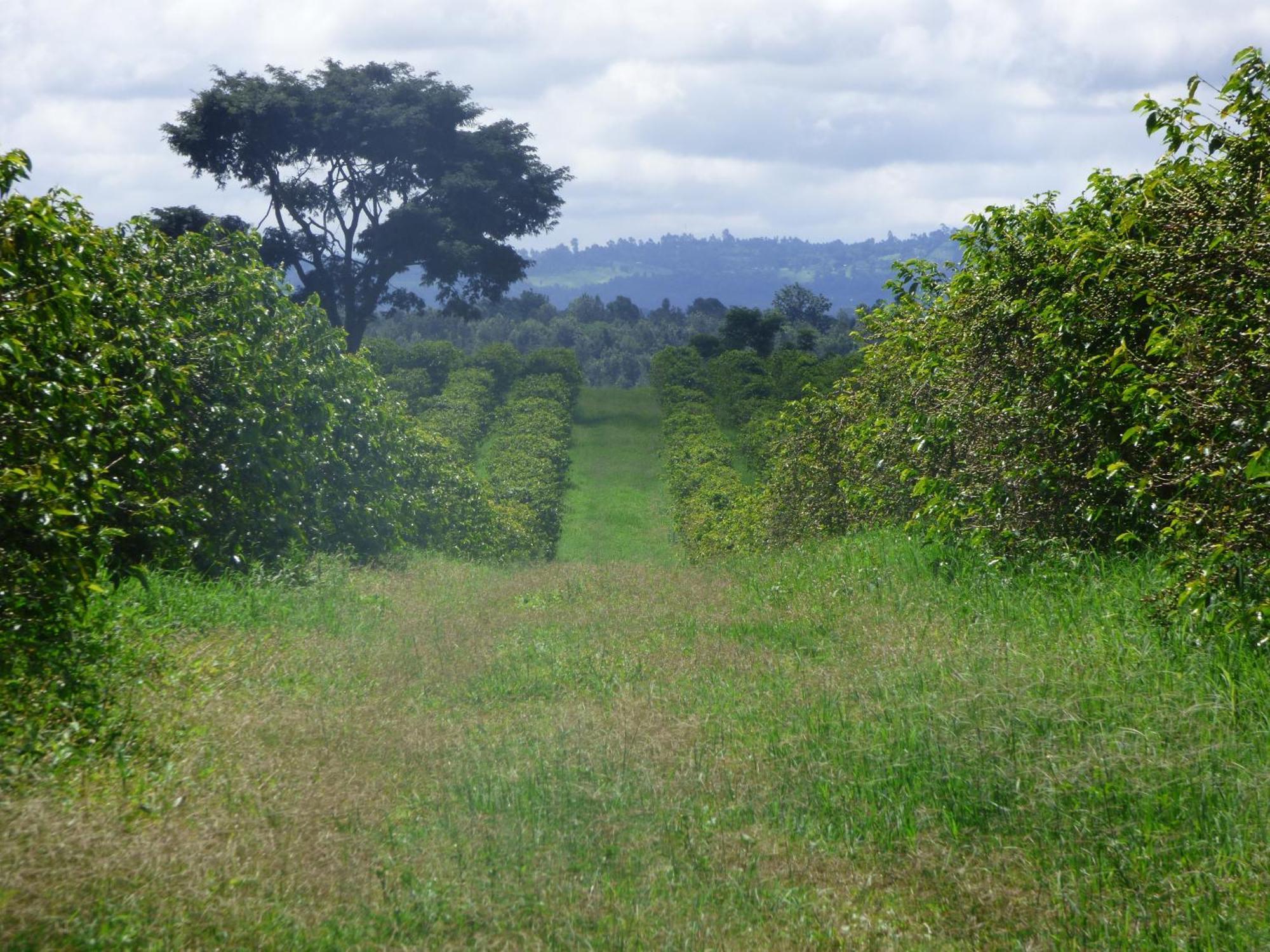 Le Pristine Wellness And Healing Hotel Nyeri Extérieur photo