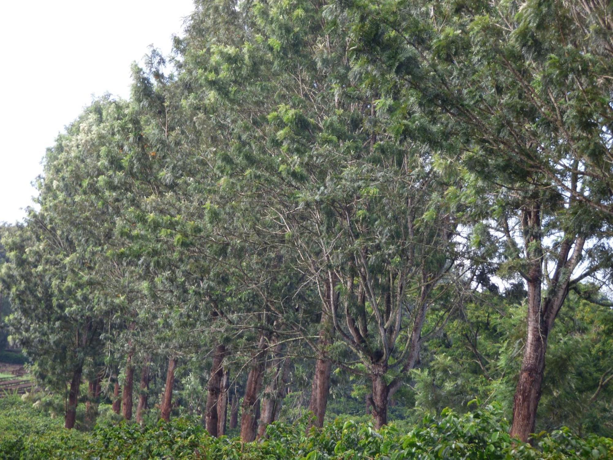 Le Pristine Wellness And Healing Hotel Nyeri Extérieur photo