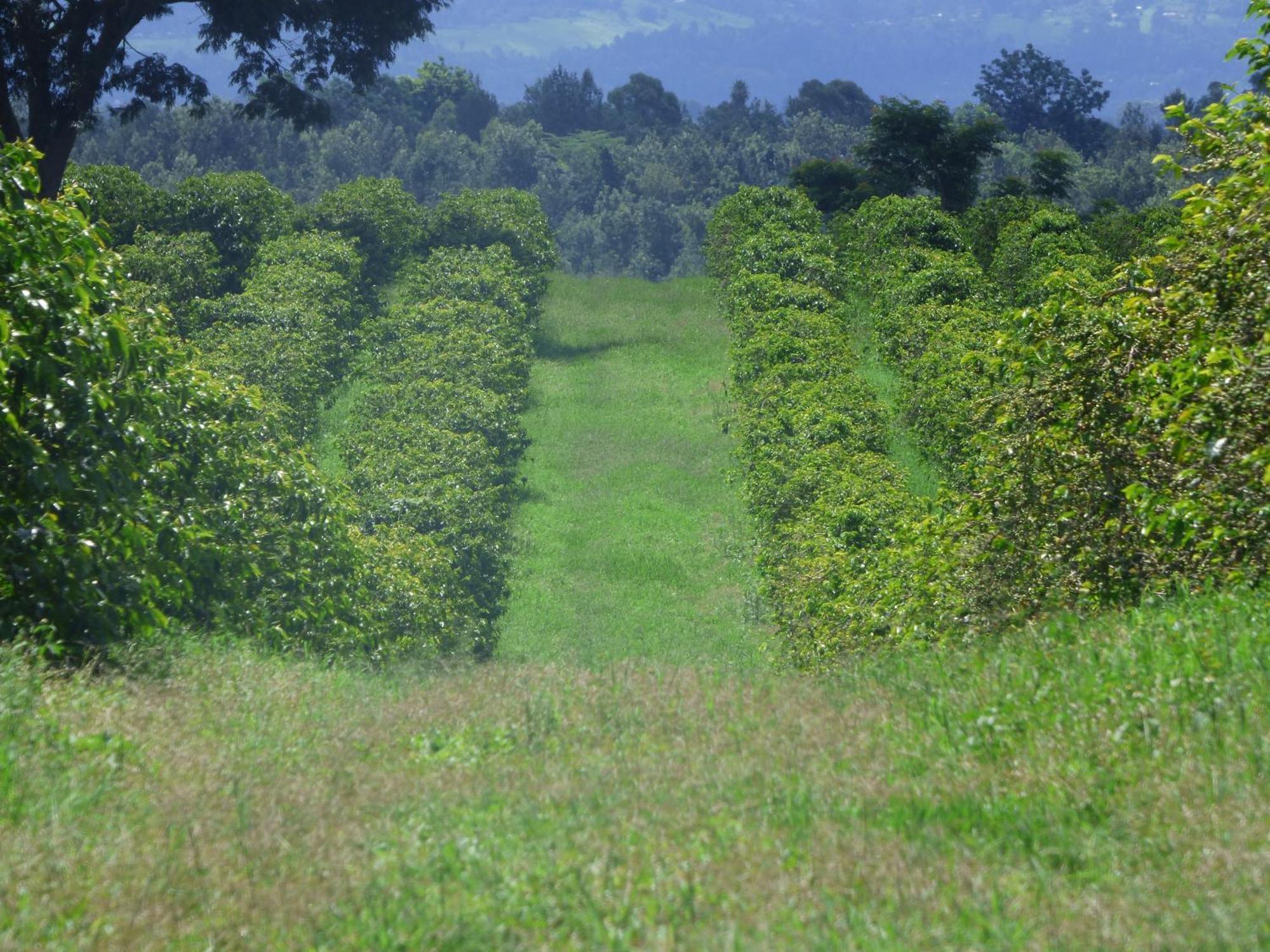 Le Pristine Wellness And Healing Hotel Nyeri Extérieur photo